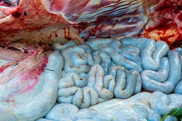 Necropsy buffalo disease diagnosis