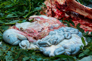 Necropsy buffalo disease diagnosis