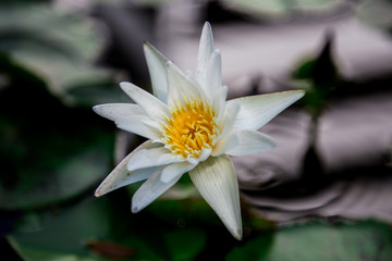 white lotus flower