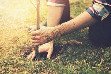 gardener planting a tree while working in the garden