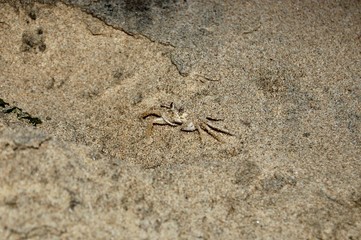 Wild crab on the beach