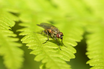 Fly