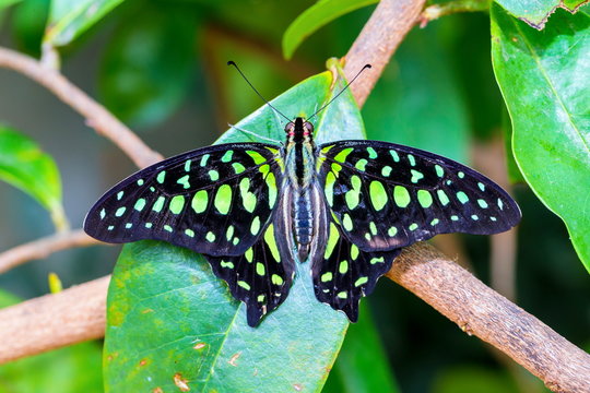 The tailed jay, is a predominantly green and black tropical butterfly that belongs to the swallowtail family. The butterfly is called the green-spotted triangle, tailed green jay, or green triangle. 