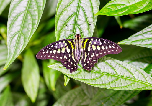 The tailed jay, is a predominantly green and black tropical butterfly that belongs to the swallowtail family. The butterfly is called the green-spotted triangle, tailed green jay, or green triangle. 