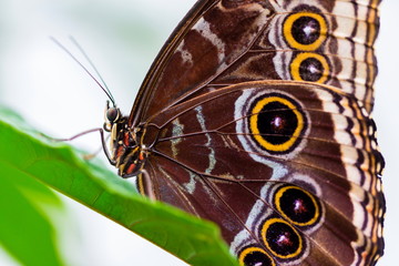 Blue Morpho Butterfly resting. Here you can see the outer wing pattern of round rings or eyes that sometimes confuses it with the owl butterfly.
