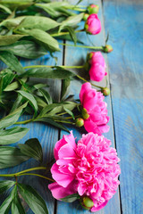 Fototapeta premium view from angle above of row pink peony flowers with green stalk and leaves lay on a blue board table, floristry element for bouquet or decorate celebrate concept