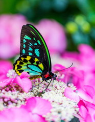 The Cairns birdwing, is a species of birdwing butterfly endemic to north-eastern Australia, and is Australia's largest endemic butterfly species. Other common names in are Cooktown and north birdwing.