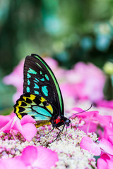 The Cairns birdwing, is a species of birdwing butterfly endemic to north-eastern Australia, and is Australia's largest endemic butterfly species. Other common names in are Cooktown and north birdwing.