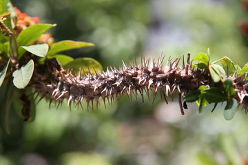 thorn flower