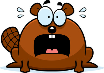 Terrified Little Beaver