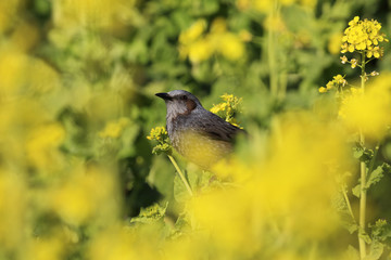 rape blossoms and Bulbul in Tokyo - Japanese early spring -