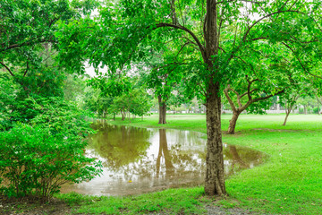 Green city park in sunny summer day