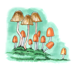 Small mushrooms