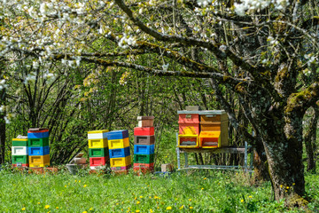 Bienenhäuschen zur Honigproduktion