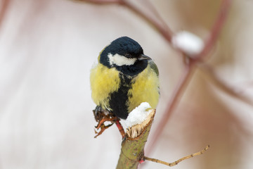 Fototapeta premium Portrait of a titmouse closeup