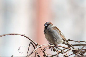 Portrait of a sparrow