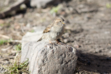 sparrow on a stone