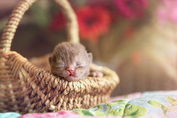 Britisch Kurzhaar Katzenbaby neugeboren