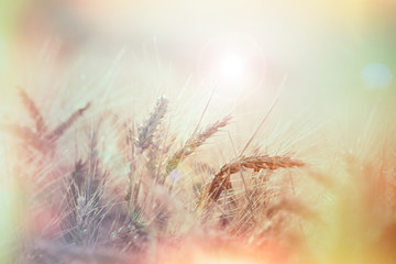 Soft focus on wheat field, late afternoon, sunset in wheat field