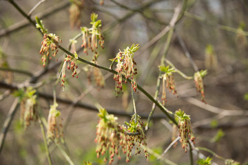 Spring greens in a defocus / background