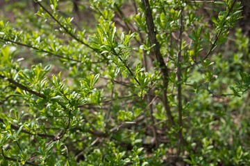 Spring greens in a defocus / background