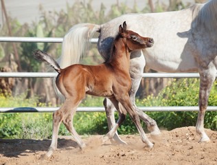 Naklejka na ściany i meble running arabian little foal with mom