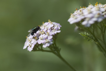 Green fly foraging in pink yarrow flowers isolated on a blurry background