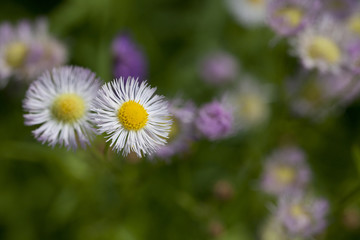 Obraz premium Pink aster flowers isolated on a blurry background