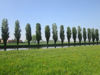 Fototapeta premium Alberi in fila lungo il fiume