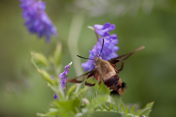 Hummingbird Clearwing moth (hemaris thysbe) foraging in tufted vetch flowers