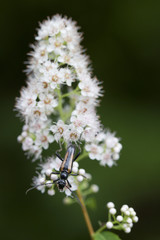White flowers with a strangalepta abbreviata beetle