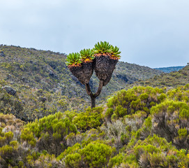 Giant plants (Senecio kilimanjari) near the camp Horombo (3700 m) on the slope of mount Kilimanjaro - Tanzania. - 143698267