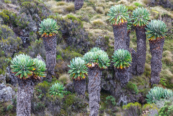 Giant plants (Senecio kilimanjari) near the camp Horombo (3700 m) on the slope of mount Kilimanjaro - Tanzania. - 143698289