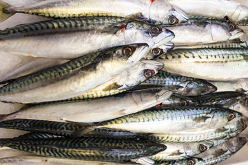Sea fish on market stalls
