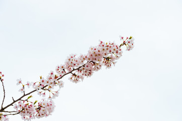 Fototapeta premium Beautiful cherry blossom sakura in spring time over blue sky.