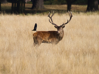 A stag deer, with large antlers, standing in long brown grass, looking back at a blackbird about to land on its hind quarters.