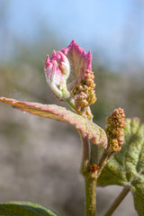 Young sprout of grapes. Vineyard buds in spring