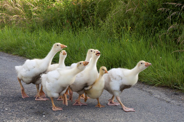 Jeunes oies marchant en groupe