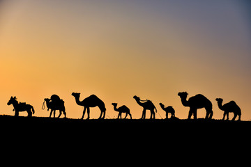 Fototapeta na wymiar deve kervanı silüet