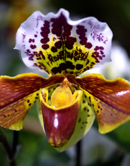 Orchidee