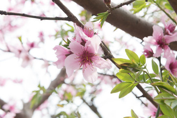 Belle fleur de cerisier sakura au printemps sur ciel bleu.