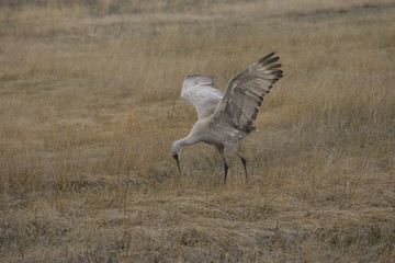 Sandhill Crane Winging it