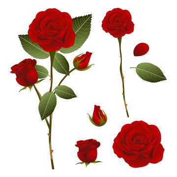 Beautiful Red Rose - Rosa. Valentine Day. Vector Illustration. isolated on White Background