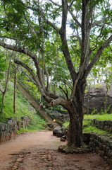 Old stone wall and stairs in the fortress of Sigiriya.