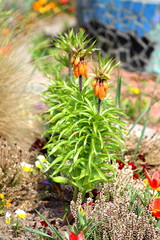 Orange crown imperial lily flowers (fritiallaria imperialis) blooming in park in germany. Shallow focus background. 