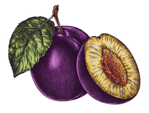 Engrave isolated plum hand drawn graphic illustration