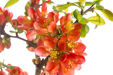 Japanese ,Quince,  Chaenomeles japonica