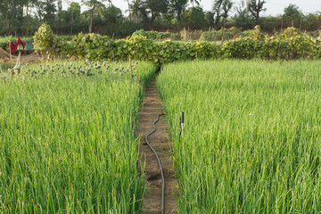 The path between the beds of green onions