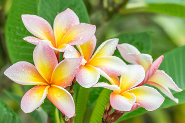 Fototapeta na wymiar Pink yellow plumeria (frangipani) flowers on tree.
