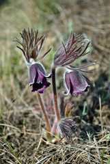 Pulsatilla flower (prairie crocus or Easter flower) blooming